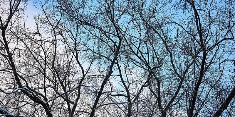 Облачно и небольшой снег: прогноз погоды на ближайшие дни