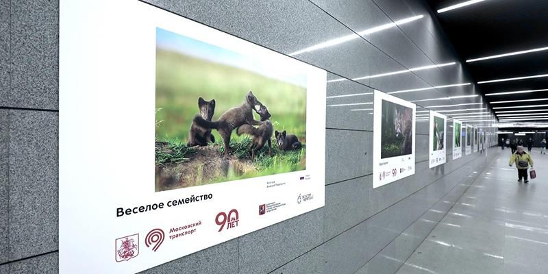 В метро открылась фотовыставка работ участников международного фестиваля дикой природы
