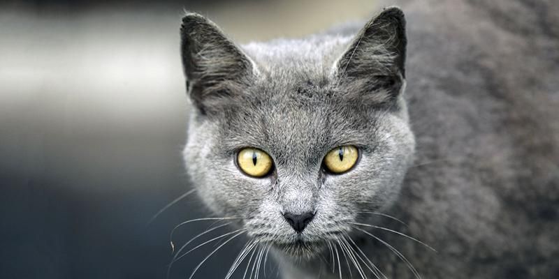 На ВДНХ отметят День кошек