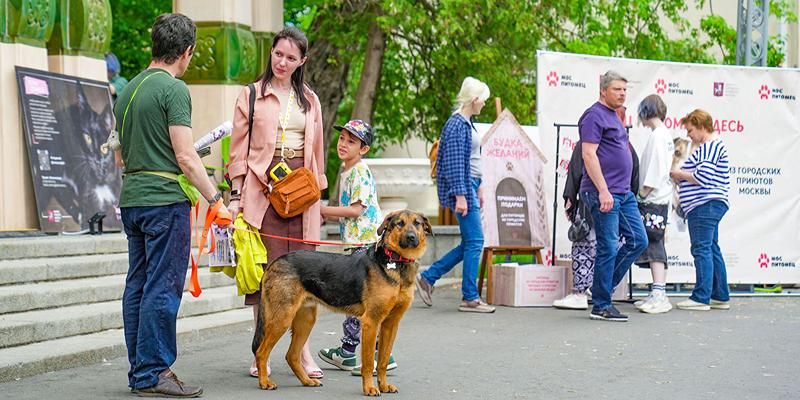 Лекции, мастер-классы и выставка-пристройство ждут москвичей на фестивале «Моспитомец» на ВДНХ