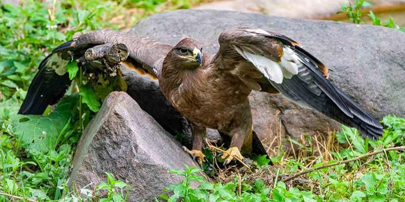 Tawny eagle chick hatched in Moscow Zoo