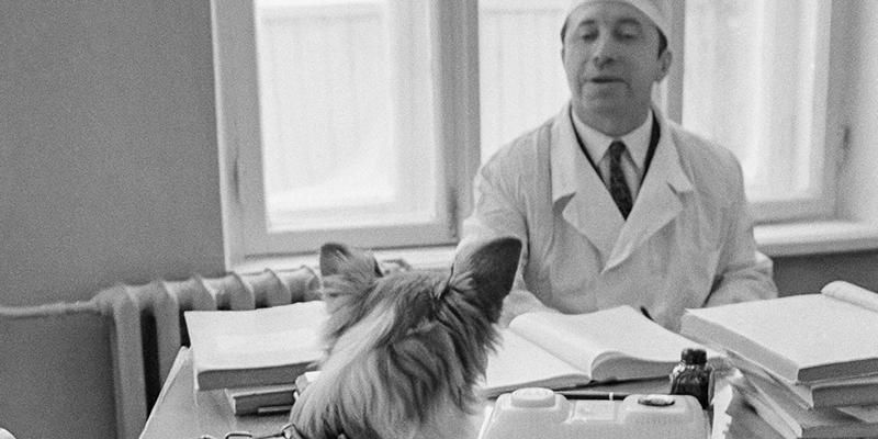 Помощь братьям нашим меньшим: Главархив Москвы &mdash; о выставке &laquo;Ветеринария-79&raquo;