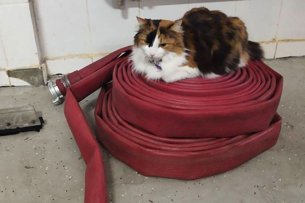 Кошка Тома