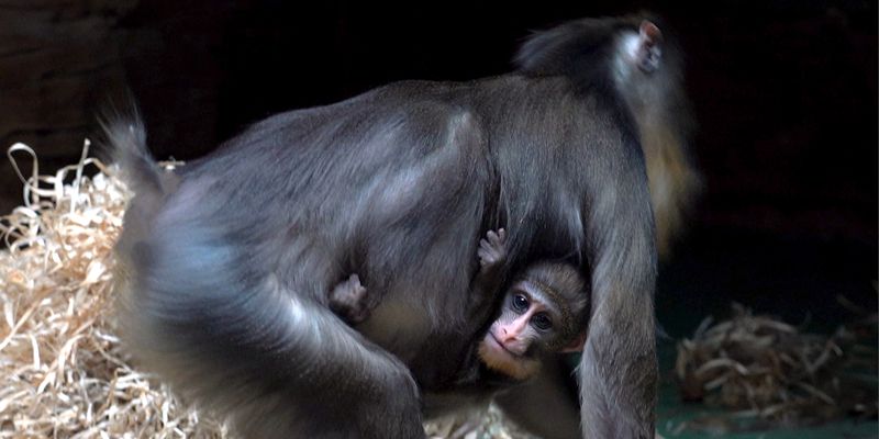 «Активные граждане» выбрали имя для детеныша мандрила из Московского зоопарка