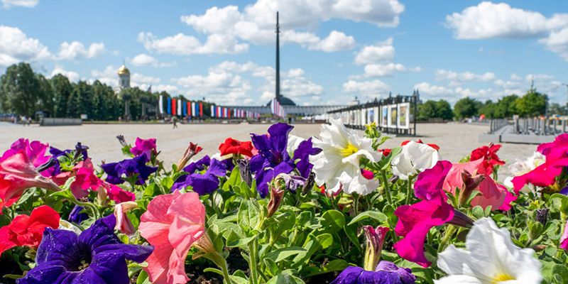 Москву украсили более 35 миллионов однолетних цветов