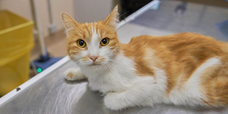 Коты и красная икра: столичные ветеринары рассказали о работе в новогодние праздники
