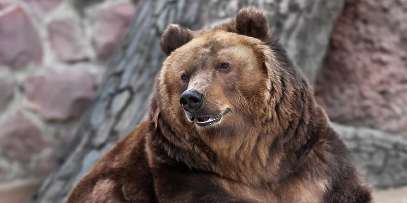 Polar, brown, and Asian black: bears you can find at Moscow Zoo