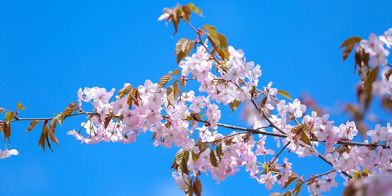 В Бирюлевском дендропарке пройдет праздник, посвященный цветению сакуры