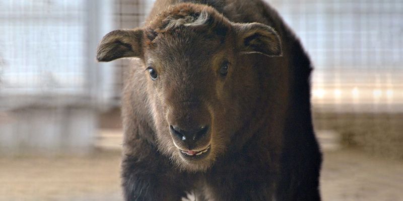 Tayras, sichuan takin and ring-tailed lemurs: how animals live in the Moscow Zoo