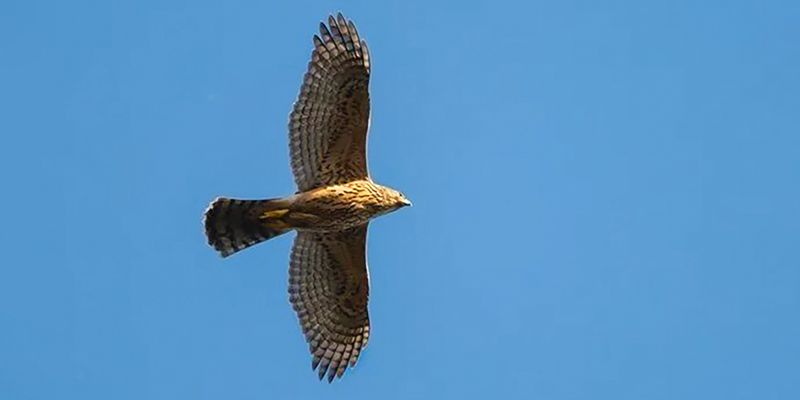 Черный коршун, зеленый дятел, серая цапля: 46 видов редких птиц встретили в Москве в этом году