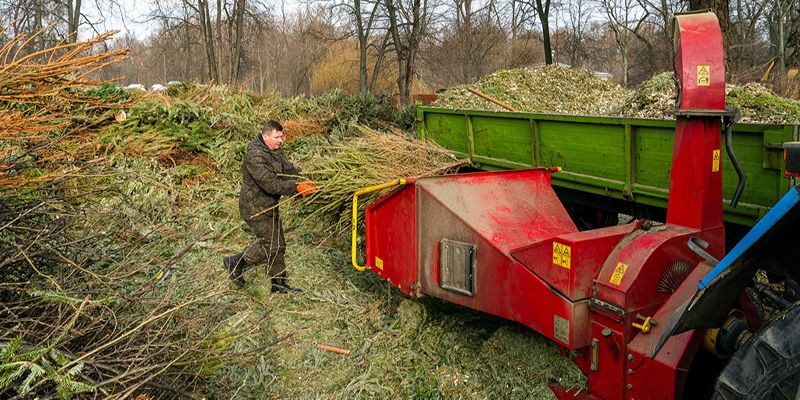 «Елочный круговорот»: москвичи сдали на переработку около 40 тысяч хвойных деревьев