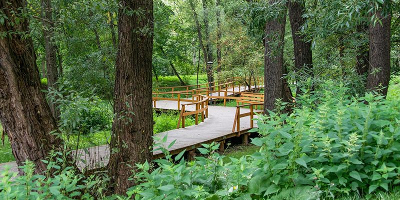 Красота природы и редкие растения: москвичи выберут лучшие экомаршруты