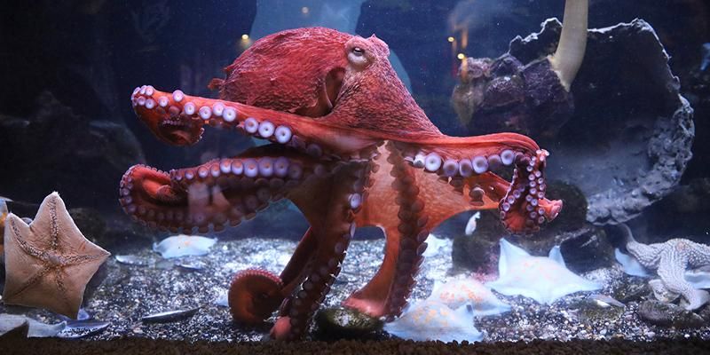 3-heart underwater prodigy: Moscow Zoo welcomes a giant octopus
