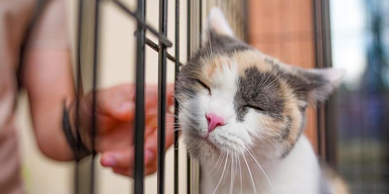 С начала года почти две тысячи животных из столичных приютов нашли семьи