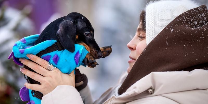 В сервисе «Моспитомец» появилась страница с советами для владельцев домашних животных