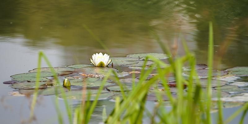 Кувшинки, ирис, рогоз: какие водные растения можно увидеть на прудах столицы