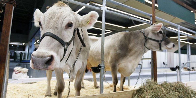 Системы мониторинга здоровья и электронные бирки: как продукция столичных компаний помогает животноводам