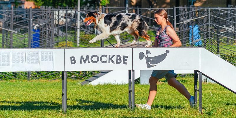 В Москве открыли набор на осенний курс «Школы кинолога»
