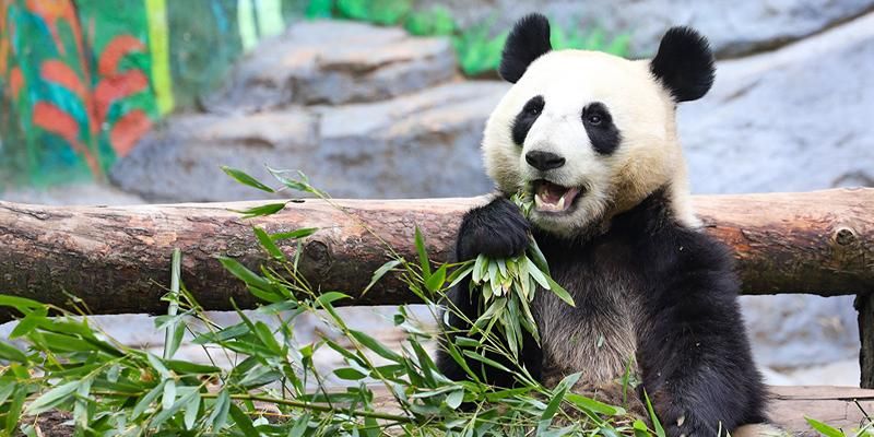 The Moscow Zoo’s online livestreams are now available in English