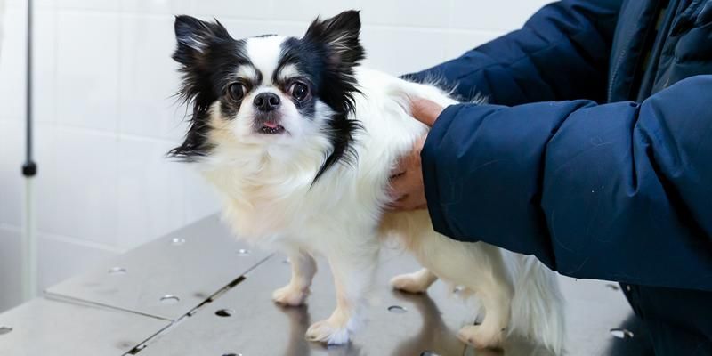 Семь мифов о бешенстве: как защитить себя и питомцев