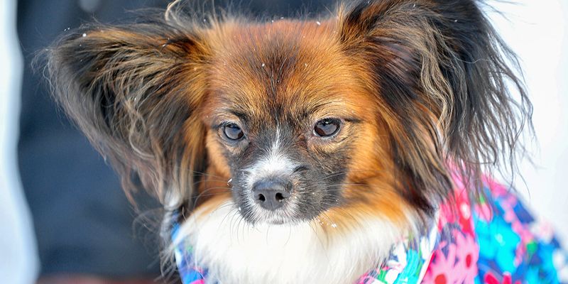 Безопасный Новый год для кошек и собак: как позаботиться о здоровье питомцев в праздники