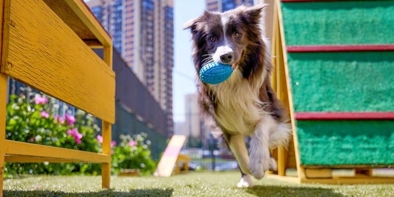 «Щенячий патруль» кинологической службы МВД выступит в Северном Измайлове