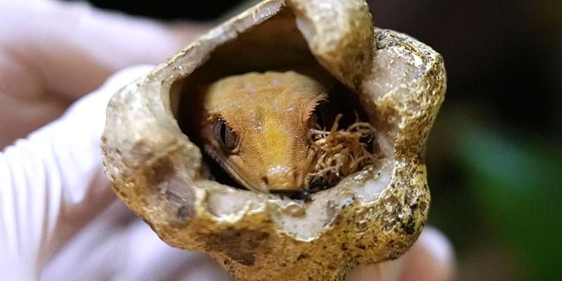 Лоси, носухи и краснокнижные чайки: кому помогают в отделе спасения диких животных Московского зоопарка