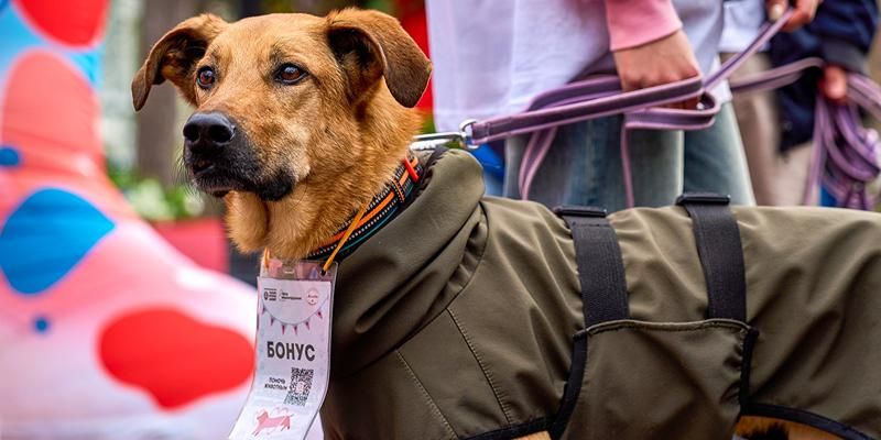 От вакцинации до пристройства: как устроена система заботы о животных на фестивале «Моспитомец x Четвероногий друг» на Тверском бульваре