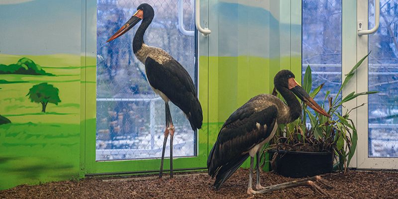 Яркое оперение и «седло» на клюве: в Московском зоопарке поселились самые большие аисты в мире