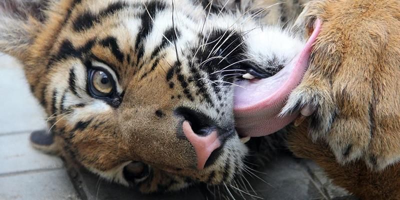 Заповедный экстрим: погрузитесь в мир исследований дикой природы