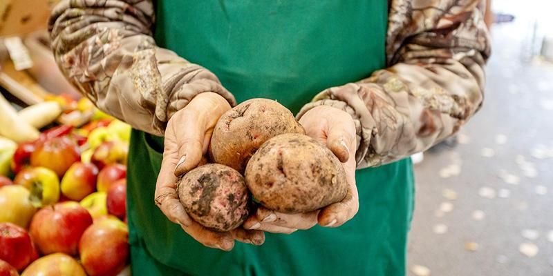 «Киви», «коломбо» и «королева анна»: на столичных ярмарках можно приобрести редкие сорта картофеля
