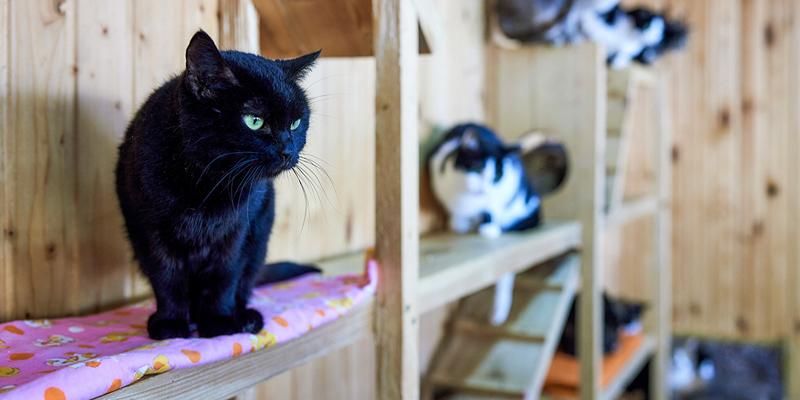 376 кошек из городских приютов нашли новый дом за полгода