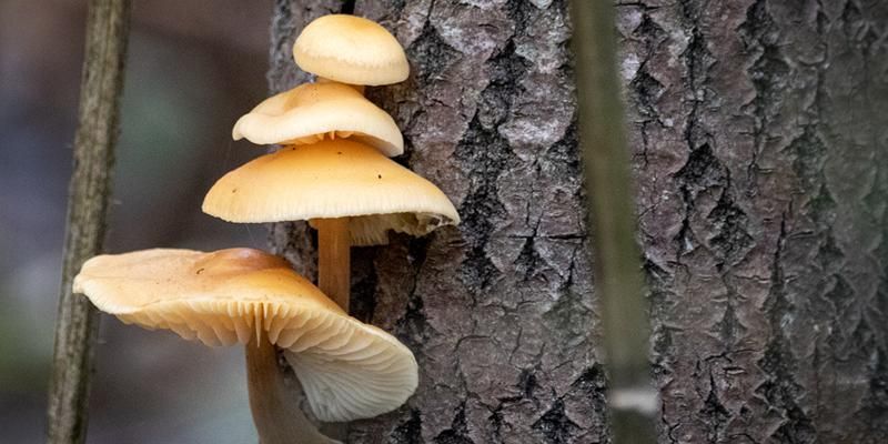 Ежовик, дрожалка, фламмулина: какие грибы можно встретить в столице зимой