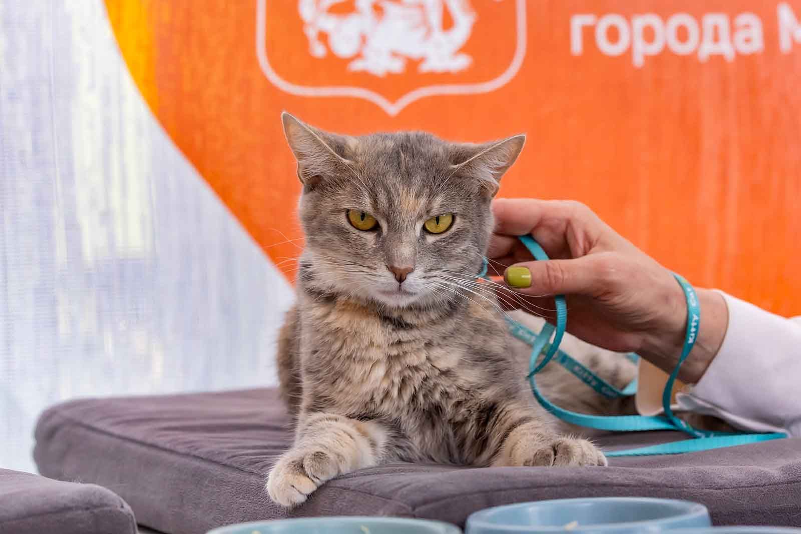 Фото: Владимир Охрименко. Mos.ru