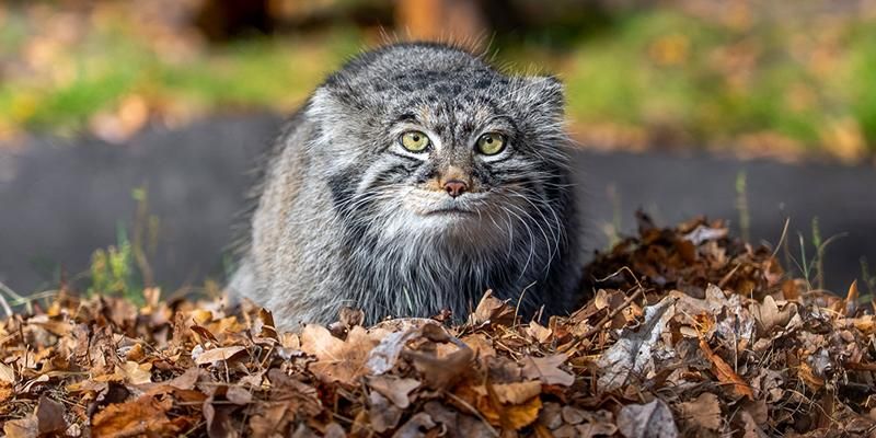 Зоопарк и «Москвариум» на mos.ru: осенние эфиры, которые поднимут настроение
