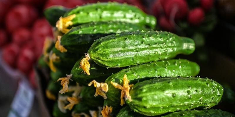 Почти 100 тонн огурцов продали на московских ярмарках этим летом