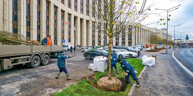До конца декабря в Москве высадят около 10 тысяч крупномерных деревьев