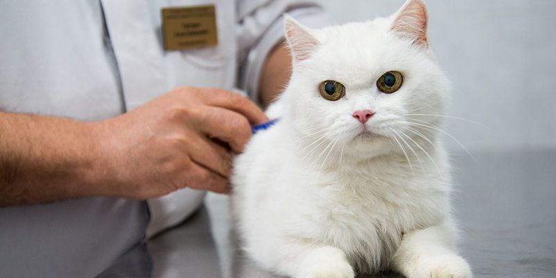Новый спецпроект и рост популярности госветклиник: итоги 2022 года городского Комитета ветеринарии