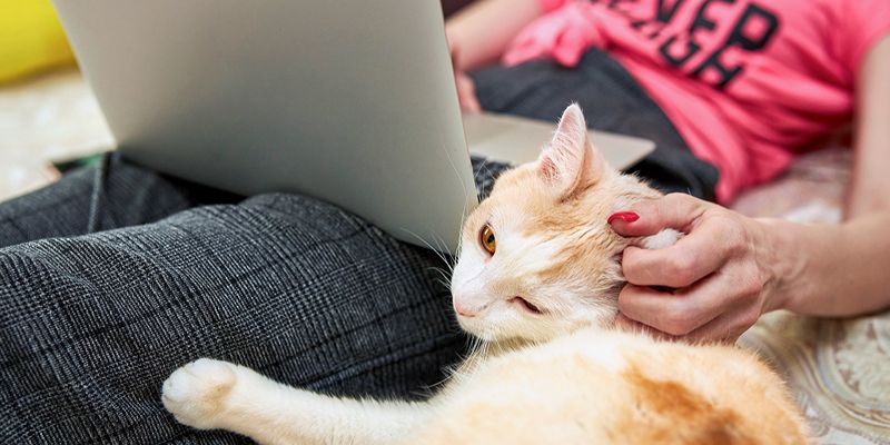 Операция хомяку и срочные советы: в контакт-центре для владельцев питомцев рассказали, по каким вопросам звонят москвичи