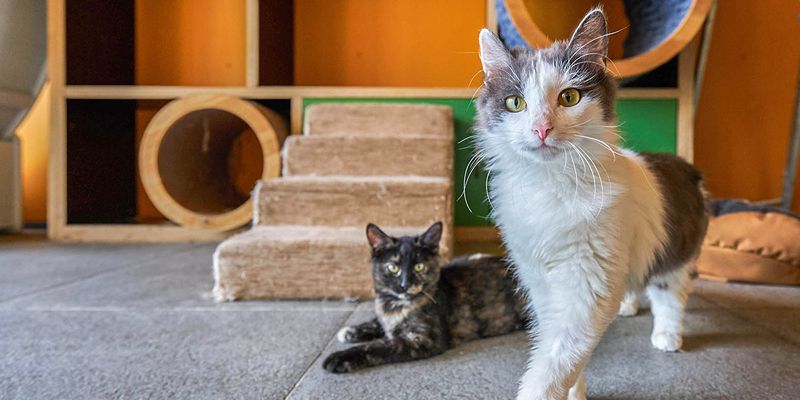 Подарить любовь и уют: как взять кота из приюта