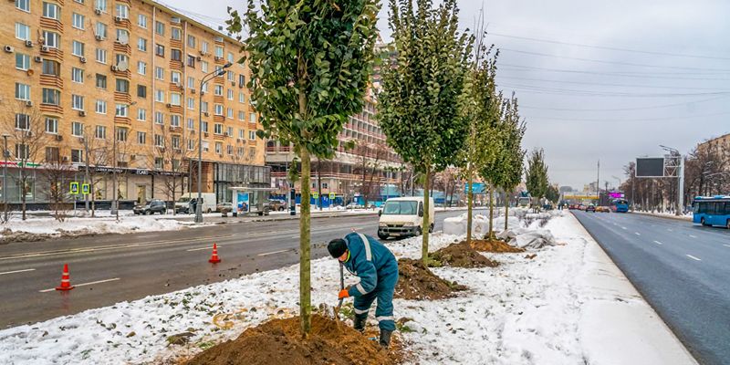 Вязы, яблони, дубы и клены начали высаживать на Ленинском проспекте и Беломорской улице