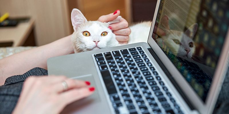 Москвичи предпочитают кошек: информацию о каких домашних животных добавляют в личный кабинет на mos.ru