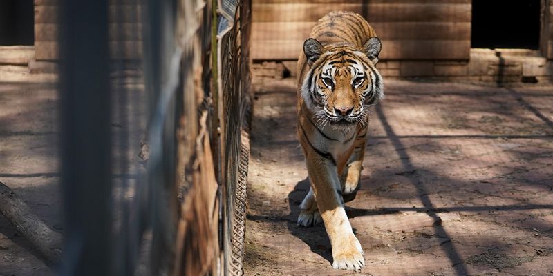 Pig-tailed macaques, cougars and long-eared owls: Sergei Sobyanin told whom specialists of the Moscow Wildlife Rehabilitation Center nurse and how