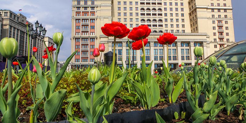 Около 15 миллионов тюльпанов распустится в Москве к майским праздникам — Сергей Собянин