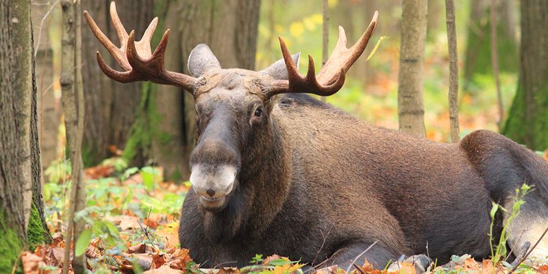 Approx. 3,000 rare animal species live in Moscow’s protected areas — Sergei Sobyanin