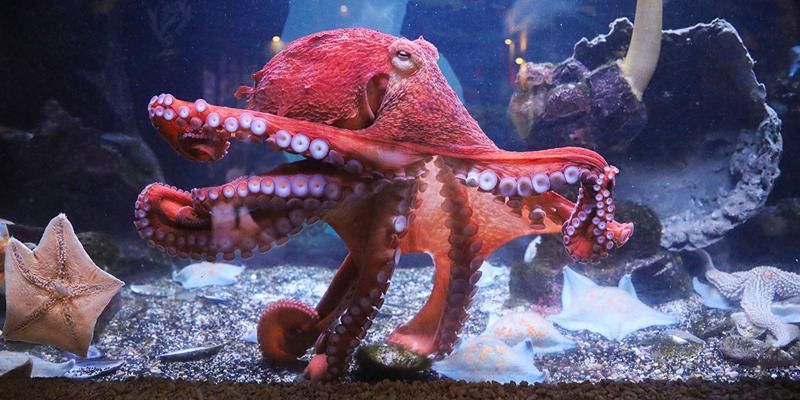 Octopus and capybaras: Sergei Sobyanin spoke about the additions to the Moscow Zoo