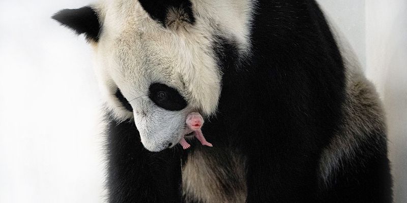 Sobyanin trumpets the birth of the first-ever giant panda cub in Russia’s history