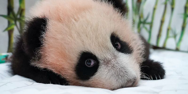 Sergei Sobyanin: Muscovites chose the name for the Moscow Zoo’s baby panda