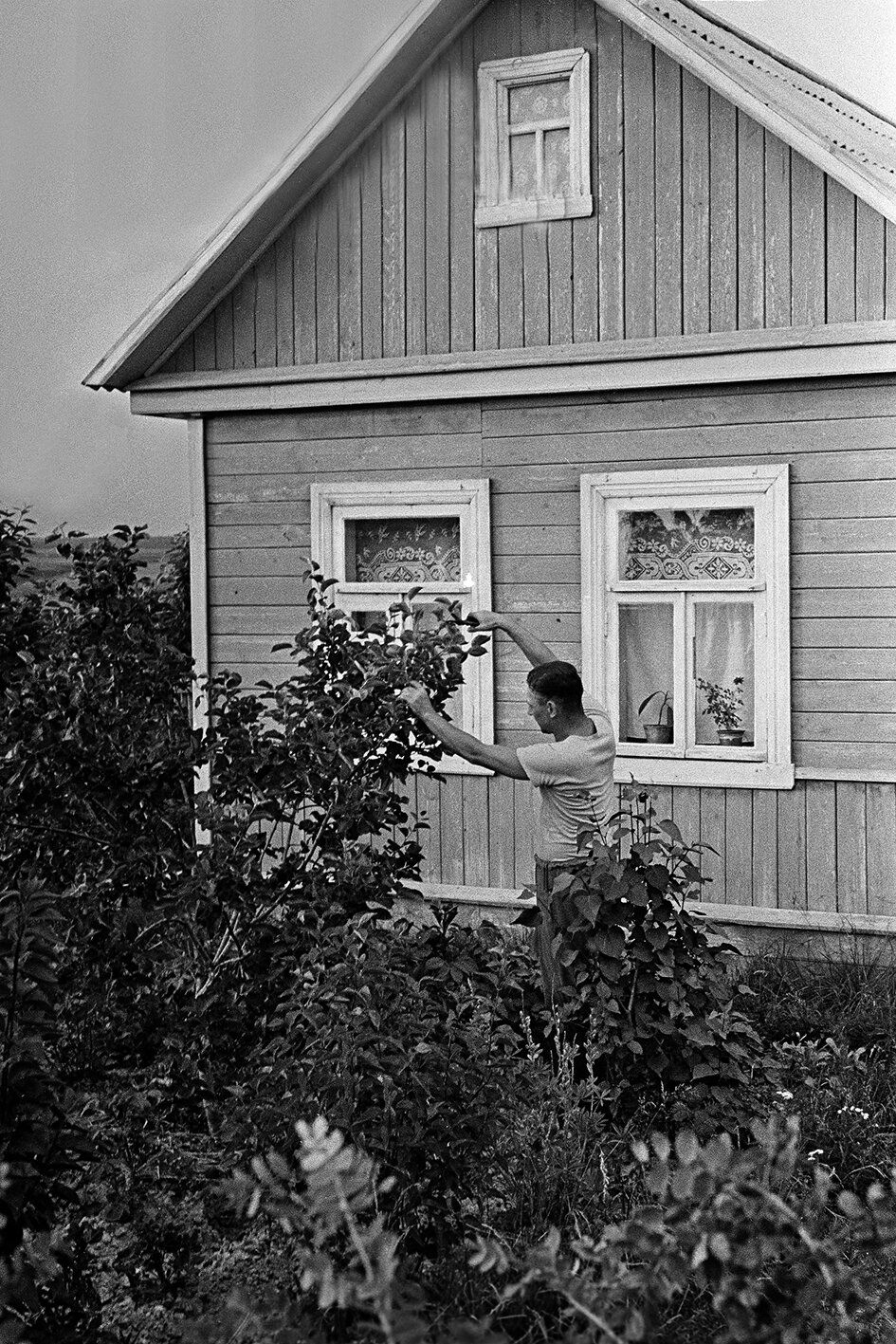 На садовом участке механика Станкостроительного завода имени Серго Орджоникидзе М.Тридипова в Щербинке. Автор  &ndash; М.Озерский.  Московская обл. Июль 1956 года. Главархив Москвы 