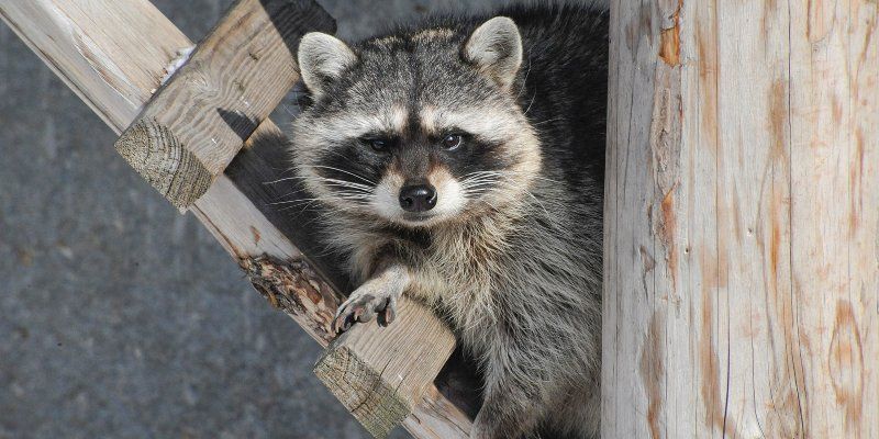 How the Moscow Zoo will operate during winter season
